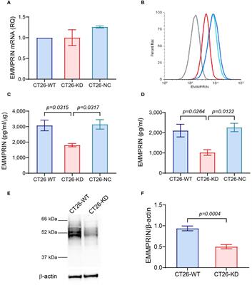 EMMPRIN promotes spheroid organization and metastatic formation: comparison between monolayers and spheroids of CT26 colon carcinoma cells